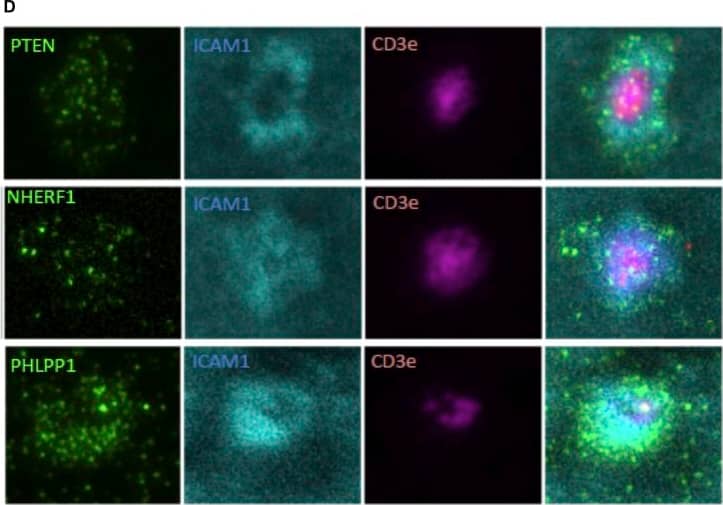 Phosphatase and NHERF1 assembly at the immunologic synapse. A-C, Laser-scanning microscopy of CD4+CD25+ T cells stimulated on CD3- and ICAM-1–coated glass slides. Time-dependent accumulation of PHLLP, PTEN, and NHERF1 after anti-CD3–mediated TCR activation was assessed by measuring protein accumulation in the planar layer adjacent to the glass slide. Exposure to ICAM-1 without TCR engagement served as a negative control. Dots represent individual cells analyzed. D, PTEN, NHERF1, and PHLLP subcellular localization in relation to the central supramolecular activation complex (indicated by CD3 staining) and peripheral supramolecular activation complex (indicated by ICAM-1 staining) was analyzed by using TIRF microscopy. Differences were analyzed by using the Mann-Whitney U test. Image collected and cropped by CiteAb from the following open publication (//pubmed.ncbi.nlm.nih.gov/27477328), licensed under a CC-BY license. Not internally tested by Novus Biologicals.