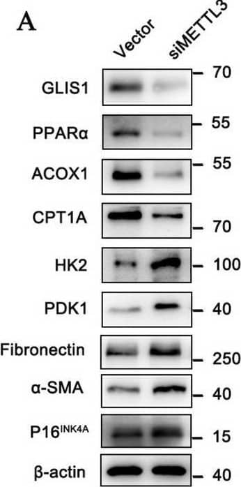 The ablation of METTL3 triggered metabolic remodeling and aggravated cell senescence renal fibrosis. A Protein levels of GLIS1, PPAR alpha , ACOX1, CPT1A, HK2, PDK1, FN,  alpha -SMA, and P16INK4A by western blot in the vector and siMETTL3 group, and their semi-quantitative analyses (n = 3); B representative images of Oil Red O staining in the vector and siMETTL3 group (n = 3), scale bar = 50 μm; C double immunostaining for GLS1 and PPAR alpha , ACOX1, CPT1A, HK2, PDK1, and  alpha -SMA by IF staining (n = 3) scale bar = 50 μm. The data are expressed as the mean +/- SD of three independent experiments. **P < .01 or ***P < .001 versus the vector group by Student’s t-test Image collected and cropped by CiteAb from the following open publication (//pubmed.ncbi.nlm.nih.gov/39736678), licensed under a CC-BY license. Not internally tested by Novus Biologicals.