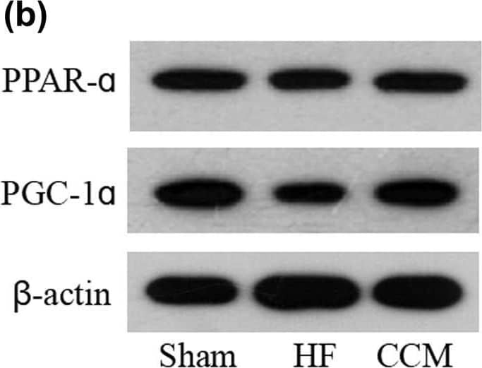 CCM treatment upregulates AMPK and PPAR-alpha  pathways. (a) Western blot analysis of the expression of AMPK. Densitometric analysis is shown in the bar graph. (b) Western blot analysis of the expressions of PPAR-alpha  and PGC-1 alpha . Densitometric analysis is shown in the bar graph. Data are expressed as mean values +/- SD (*P < 0.05 compared with the sham group; #P < 0.05 compared with HF group). Image collected and cropped by CiteAb from the following open publication (//pubmed.ncbi.nlm.nih.gov/35799598), licensed under a CC-BY license. Not internally tested by Novus Biologicals.