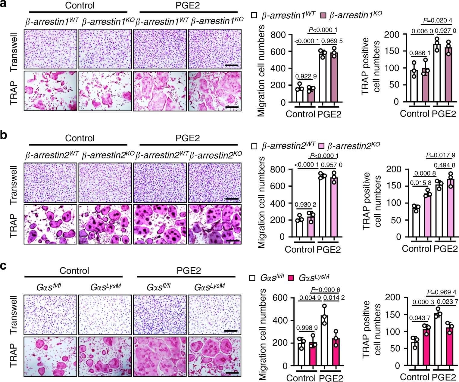 Immunocytochemistry/ Immunofluorescence: TRAP1 Antibody (TRAP1-6) [NB300-555] - PGE2 regulates migration & osteoclast differentiation through the G alpha s/PI3K/AKT/MAPK signaling pathways downstream of EP4. PGE2 regulates migration & osteoclast differentiation independent of  beta -arrestin1 (a) &  beta -arrestin2 (b) but via G alpha s (c). BMMs from the WT & littermate  beta -arrestin1- &  beta -arrestin2-knockout mice were used to generate osteoclasts by stimulation with 10 ng·mL−1 M-CSF & 50 ng·mL−1 RANKL & incubation with 100 nmol·L−1 PGE2. For G alpha s experiments, osteoclasts were generated from the GMMs of the G alpha sfl/fl controls & G alpha sfl/fl; LysM-cre (G alpha sLysM) mice. A differentiation assay (TRAP staining) (left) & the corresponding quantitative analysis (right). Scale bars, 50 μm. Error bars are the mean ± s.d. n = 3. Two-way ANOVA followed by Tukey’s t tests. Scale bars, 50 μm. d cAMP production was measured via ELISAs for osteoclasts derived from the Ep4fl/fl & Ep4LysM mice. BMMs from the two mouse strains were isolated & stimulated with 10 ng·mL−1 M-CSF & 50 ng·mL−1 RANKL to differentiate into osteoclasts & incubated with 100 nmol·L−1 PGE2 for 30 min prior to cAMP measurements. Error bars are the mean ± s.d. ***P < 0.001 by unpaired two-tailed Student’s t test. The experiment was performed with three biological replicates. e Representative images of the indicated protein expression by western blotting for osteoclasts generated using BMMs of Ep4fl/fl & Ep4LysM mice. The cells were treated either with osteoclastogenic media (10 ng·mL−1 M-CSF & 50 ng·mL−1 RANKL) alone, with PGE2 (100 nmol·L−1), or PGE2 with IBMX (1 mmol·L−1) for 3 h. The experiments were performed with three biological replicates Image collected & cropped by CiteAb from the following publication (//pubmed.ncbi.nlm.nih.gov/35260562), licensed under a CC-BY license. Not internally tested by Novus Biologicals.