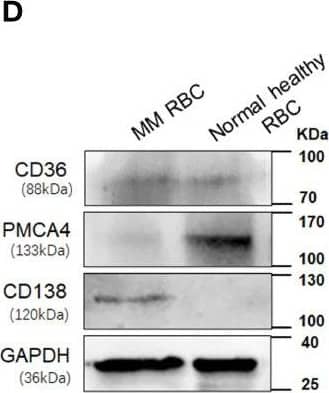 Western Blot PMCA4 Antibody (JA9)