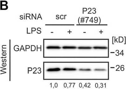Western Blot p23/PTGES3 Antibody (JJ3)