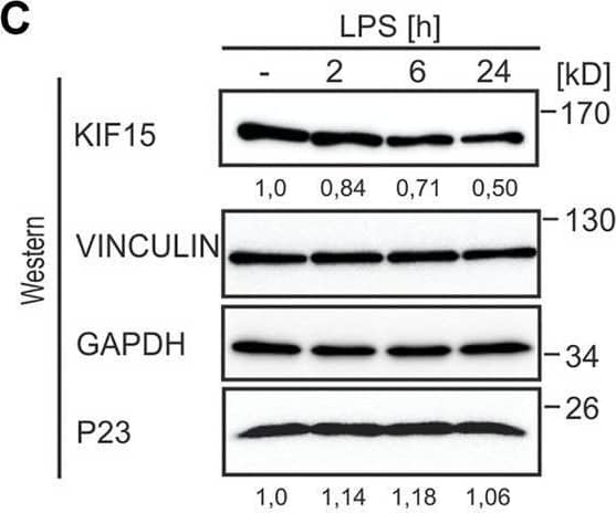 Western Blot p23/PTGES3 Antibody (JJ3)
