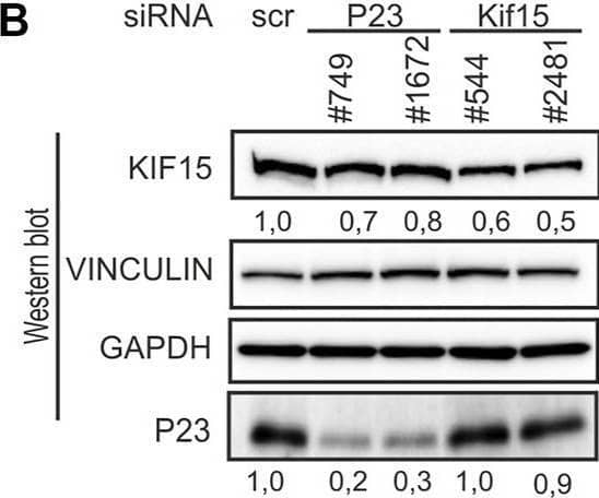 Western Blot p23/PTGES3 Antibody (JJ3)