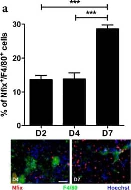 Immunocytochemistry/ Immunofluorescence: iNOS Antibody - BSA Free [NB300-605] - Nfix is mainly expressed by anti-inflammatory MPs. (a) Percentage of F4/80+ MPs positive for Nfix in Tibialis Anterior muscles (TA) of WT mice injected by CTX at D2, D4 & D7, post-injury. Immunostaining for F4/80 (green), Nfix (red) & DAPI (blue) at D4 & D7 after CTX injection; (b) Percentage of Ly6C+ & Ly6C- sorted MPs positive for Nfix in TA muscles of WT mice injected by CTX at D2, D4 & D7 post-injury; (c) Percentage of Nfix+ MPs after M1 & M2c polarization (with IFN gamma  & IL10, respectively). * p < 0.05; *** p < 0.001; for (b) * p < 0.05 Ly6C+ vs. Ly6C+ at D4 & D7; # p < 0.05 Ly6C− D7 vs. D2. Results are means ± SEM of at least three independent experiments. Scale bar = 50 μm. Image collected & cropped by CiteAb from the following publication (//pubmed.ncbi.nlm.nih.gov/32183151), licensed under a CC-BY license. Not internally tested by Novus Biologicals.