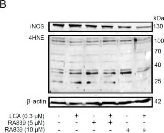 Western Blot: iNOS Antibody - BSA Free [NB300-605] - NRF2 activation modulated LCA-induced oxidative stress responses in 4T1 breast cancer cells. The 4T1 cells were treated with 0.3 μm LCA & the NRF2 activator RA839 or tBHQ in the concentrations indicated for 48 h. Lipid peroxidation was determined by measuring (A) TBARS (n = 4) & (B,C) 4-HNE levels using western blotting (n = 3). (D) The 4T1 cells were treated with LCA (0.3 μm) and/or GSH & NAC (both at 5 mm) antioxidants for 48 h, then total protein concentration was determined using the sulforhodamine B assay (n = 3). For statistical analysis ANOVA test was used followed by the Dunnett post-hoc test, where all groups were compared to the LCA-treated cohort. Data are plotted as mean ± SEM. ** p < 0.01, LCA vs. LCA/NRF2-activator-treated groups (GSH, reduced glutathione; LCA, lithocholic acid; NAC, N-acetylcysteine; TBARS, thiobarbituric acid reactive substances; 4HNE, 4-hydroxynonenal). Image collected & cropped by CiteAb from the following publication (//pubmed.ncbi.nlm.nih.gov/31461945), licensed under a CC-BY license. Not internally tested by Novus Biologicals.