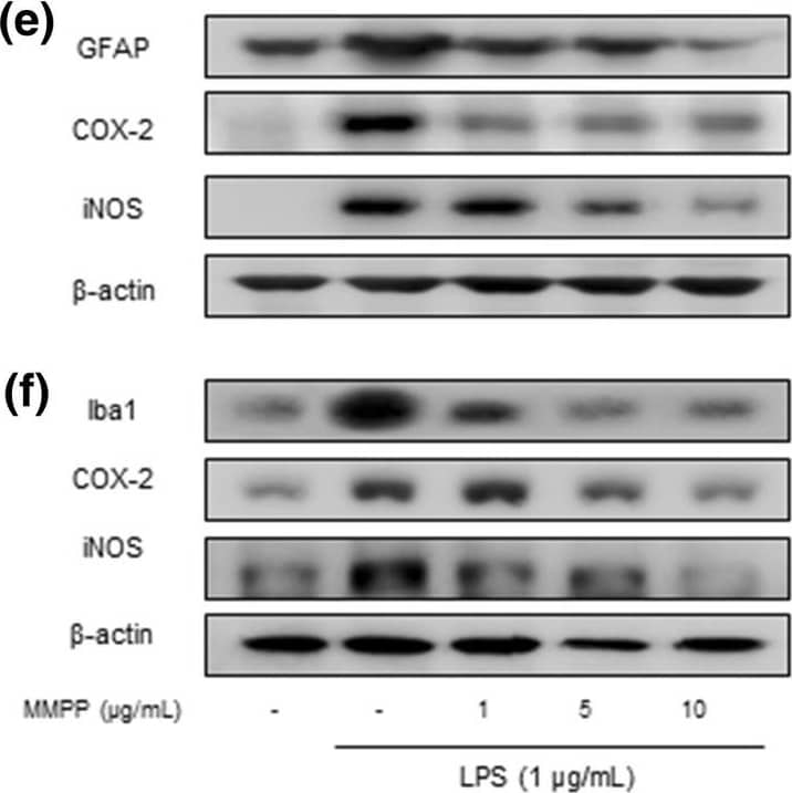 Western Blot: iNOS Antibody - BSA Free [NB300-605] - Inhibitory effect of MMPP on amyloidogenesis & STAT3 translocation in astrocytes & microglia cells. The expression of APP, BACE1 & C99 was detected by Western blotting using specific antibodies in astrocytes (a) & microglia cells (b). Each blot is representative of three experiments. The activity of  beta -secretase was investigated using assay kit in astrocytes (c) & microglia cells (d). Values are presented as mean ± S.D. of the three independent experiments performed in triplicate. #p < 0.05 compared to control, *p < 0.05 compared to LPS. Iba-1, COX-2, & iNOS proteins were detected by Western blotting using specific antibodies in astrocytes (e) & microglia cells (f). NO level was measured in astrocytes (g) & microglia cells (h). Activation of STAT3 was investigated using EMSA in astrocytes (i) microglial cells (j) were determined & the expression of STAT3 & phopho-STAT3 was also detected by Western blotting using specific antibodies (k), (l). For the cropped images, samples were run in the same gels under same experimental conditions & processed in parallel. Each band is representative for three experiments Image collected & cropped by CiteAb from the following publication (//link.springer.com/10.1007/s12017-017-8469-3), licensed under a CC-BY license. Not internally tested by Novus Biologicals.