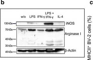 Western Blot: iNOS Antibody - BSA Free [NB300-605] - Impaired amount of virus progeny after stimulation of BV-2 cells with IFN-gamma  or IFN-gamma  & LPS. BV-2 cells were stimulated with LPS (10 µg/ml), IFN-gamma , (10 ng/ml), LPS + IFN-gamma  or IL-4 (10 ng/ml) for 24 h in medium with 2% FBS. Polarization of cells was analyzed by Griess assay (a), Western blot (b) & by detection of the percentage of MHCII+ cells by FACS analysis (c). The amount of virus progeny (pfu/ml) was analyzed by standard plaque assay in the presence of stimulating factors & in normal growth medium in cells & supernatants (d). Statistical analysis was performed related to infection medium. To analyze the recovery of viral replication, normal growth medium was applied after infection of pre-stimulated cells. Standard plaque assay was performed to determine viral progeny in cells & supernatant after 24, 48, 72 & 96 hpi (e). To analyze the relative survival of the cells in the presence of stimulating factors a MTT assay was performed (f). The cellular density of stimulated cells relative to unstimulated (w/o) cells was detected via optical density measurement after 24 & 48 h of cultivation (g). Two-sided t test with unequal variances was used for statistics *p < 0.05, **p < 0.01, ***p < 0.001. Active replication was defined as virus titer above the virus titer of the infection medium (red line). All experiments were performed in triplicate & repeated in an independent experiment. Image collected & cropped by CiteAb from the following publication (//www.translational-medicine.com/content/13/1/216), licensed under a CC-BY license. Not internally tested by Novus Biologicals.