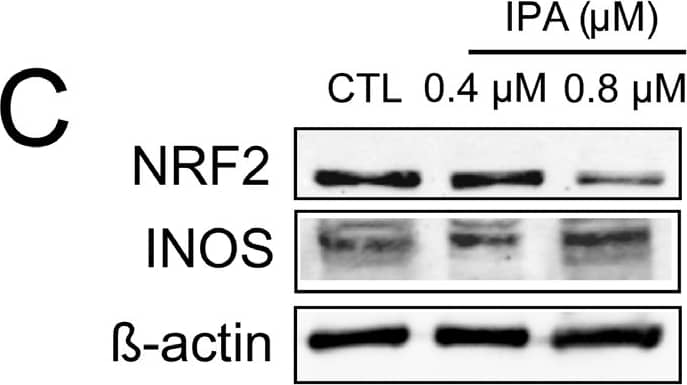 Western Blot: iNOS Antibody - BSA Free [NB300-605] - Indolepropionic acid (IPA) induced oxidative stress, cellular energy stress, & decreased the proportions of cancer stem cells. 500,000 cells/well 4T1 cells were treated with IPA in the concentrations indicated for 24 h; then, (A) lipid peroxidation was measured by TBARS assay, & (B) 4HNE expression was assessed by Western blotting (representative figure, n = 3). In the same cells (C), the protein expression of NRF2 (at 68 kDa) & iNOS were determined by Western blotting (n = 3), while (D) the mRNA expression of catalase (cat) was determined by RT-qPCR (n = 3). (E) The expression of the indicated proteins (pACC, ACC, FOXO1, & PGC-1 beta ) were determined by Western blotting (n = 3, except for PGC-1 beta , where n = 2). (F) 100,000 cells/well 4T1 cells were treated with the indicated concentration of IPA for 24 h; then, the proportions of aldehyde dehydrogenase-positive cells were determined in Aldefluor assays using flow cytometry (n = 3). For Western blots, a typical experiment was displayed. Fold data were log2 transformed to achieve normal distribution. Statistical significance was determined using the ANOVA test followed by Dunnett’s post-hoc test, except for panel F, where Student’s t-test was used. * & *** indicate statistically significant difference between control & treated samples at p < 0.05 & p < 0.001, respectively. Image collected & cropped by CiteAb from the following publication (//pubmed.ncbi.nlm.nih.gov/32854297), licensed under a CC-BY license. Not internally tested by Novus Biologicals.