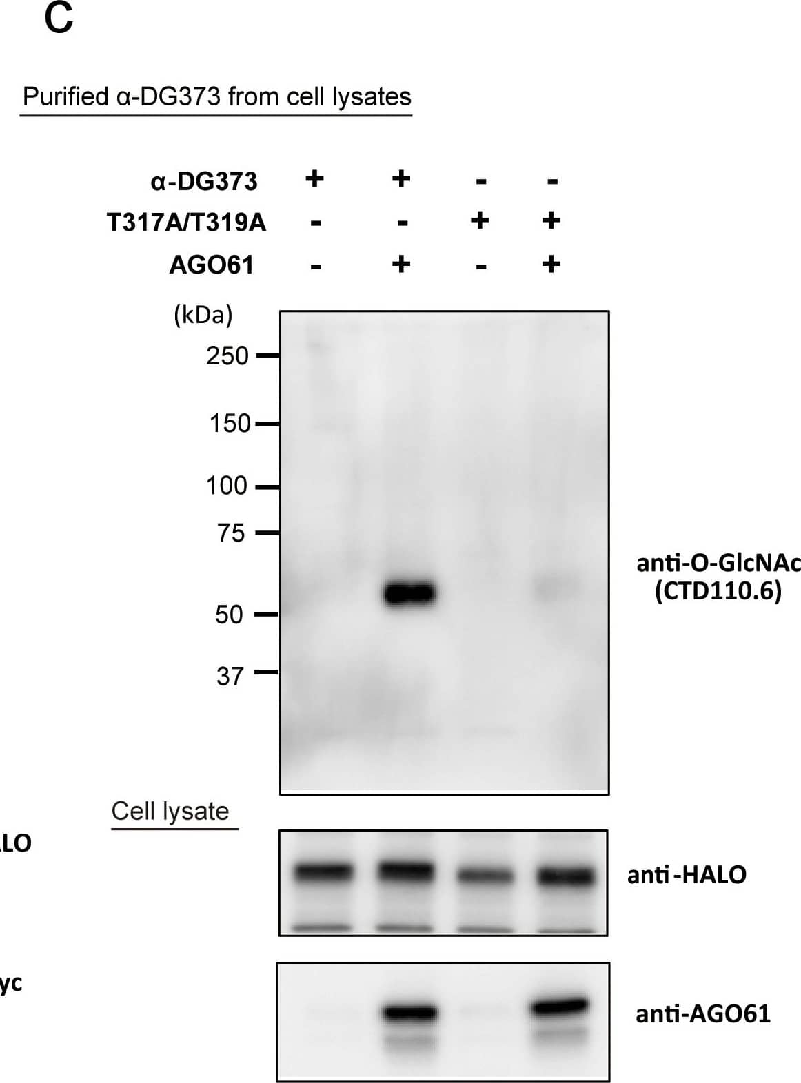 Western Blot: O-GlcNAc Antibody (HGAC85) [NB300-614] - AGO61 modifies GlcNAc residues at specific sites on  alpha -DG.(a)  alpha -DG-Fc was transiently transfected with or without AGO61 into COS1 cells.  alpha -DG-Fc recombinant proteins were collected from cell lysates & culture media using protein A resin & analyzed for laminin overlay & Western blot using anti-Fc & anti-O-GlcNAc antibodies. (b)  alpha -DG373-HALO & its mutant T317A/T319A were transiently transfected with or without LARGE-myc into COS7 cells. HALO-fused proteins were collected from medium using HALO resin followed by digestion with TEV protease & then analyzed by laminin overlay. Cell lysates were analyzed for the expression of HALO-fused proteins & LARGE-myc by Western blot using anti-HALO & anti-myc antibodies. The full-length blots with anti-HALO & anti-myc antibodies are presented in Supplementary Figs. S7f & S7g, respectively. (c)  alpha -DG373-HALO & its mutant T317A/T319A were transiently transfected with or without AOG61 into COS7 cells. HALO-fused proteins were collected from the cell lysates using HALO resin followed by digestion with TEV protease & then analyzed by Western blot using an anti-O-GlcNAc antibody (CTD110.6). The cell lysates were analyzed for the expression of HALO-fused proteins & AGO61 by Western blot using anti-HALO & anti-AGO61 antibodies. The full-length blots with anti-HALO & anti-AGO61 antibodies are presented in Supplementary Figs. S7h & S7i, respectively. Image collected & cropped by CiteAb from the following publication (//www.nature.com/articles/srep03288), licensed under a CC-BY license. Not internally tested by Novus Biologicals.