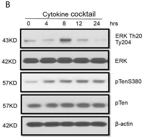 Activation of multiple signaling pathways in TEC challenged by cytokines. Primary human renal TECs were treated with the cytokine cocktail. (A, B) Western blot of PI3K–Akt pathway, NFkb pathway, and Erk signaling pathway in cells treated with cytokine cocktail. (C) Densitometric quantitation of AktS473, pNFkB65, ErkTh202/Ty204, and pTenS380. All Western blots are representative of two independent experiments. Image collected and cropped by CiteAb from the following open publication (//pubmed.ncbi.nlm.nih.gov/34305900), licensed under a CC-BY license. Not internally tested by Novus Biologicals.