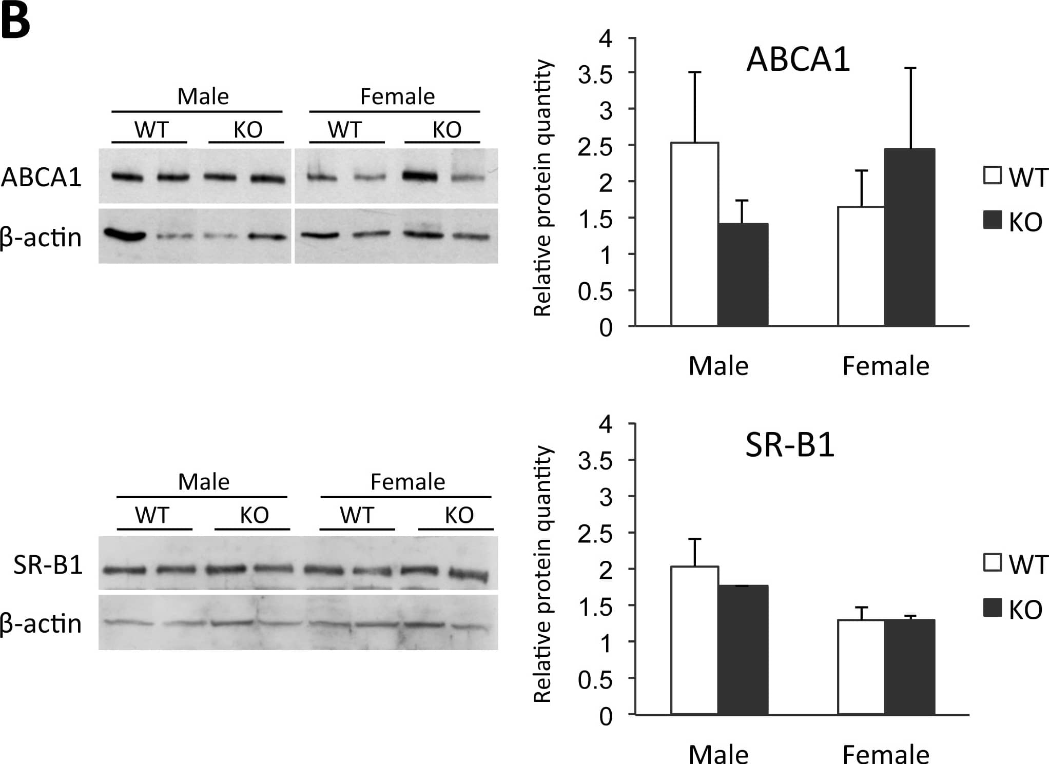 Western Blot: SR-BI Antibody - BSA Free [NB400-101] - Liver mRNA & protein expression analysis of chow-fed Osbpl8KO mice.A: qPCR analysis of the quantity of the mRNAs identified at the bottom in chow-fed KO females (open bars) & males (closed bars). The mRNAs were quantified using ribosomal protein 36B4 message as a housekeeping reference. The data are expressed relative to quantity in littermate WT animals of the same gender, & represent mean ± s.e.m. (n = 6; *p<0.05, **p<0.01, T-test). B: Western blot analysis of ABCA1 & SR-B1 proteins in WT & KO mouse liver. The blots were probed with anti-beta -actin as a loading control. Densitometric quantification of the Western blot data is shown on the right. The results were normalized against  beta -actin. The data represents mean ± s.e.m. (n = 4). Image collected & cropped by CiteAb from the following publication (//dx.plos.org/10.1371/journal.pone.0058856), licensed under a CC-BY license. Not internally tested by Novus Biologicals.