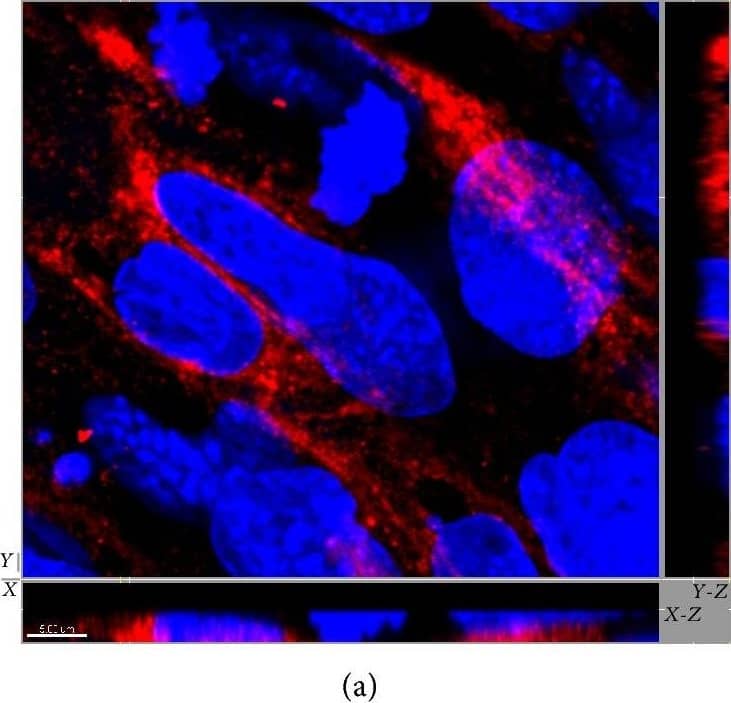 Immunocytochemistry/ Immunofluorescence: SR-BI Antibody - BSA Free [NB400-101] - SR-BI distribution in polarized EC SVEC4-10 cells. SR-BI localization is presented in (a) as x-y image & orthogonal (x-z & y-z) views. (b) & (c) represent rendering of SR-BI staining (red) throughout the cells. Nuclei: blue. In (b) & (c) basolateral surface is on the top & the bottom, respectively. These results demonstrate the presence of SR-BI on both the apical & the basolateral sides of EC. The size of scale bar on (a) is 5 μm & on (b) & (c) 10 μm. Image collected & cropped by CiteAb from the following publication (//pubmed.ncbi.nlm.nih.gov/26504816), licensed under a CC-BY license. Not internally tested by Novus Biologicals.