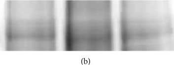 Western Blot: SR-BI Antibody - BSA Free [NB400-101] - Western blot & Coomassie stain of membrane fractions isolated from livers of normal C57Bl/6N (lane 1), Scarb1-KO (lane 2), & LIV11-SCARB1 × Scarb1-KO (lane 3) mice. 20 μg of membrane protein was loaded into each lane. (a) Western blot (anti-SR-BI antibody). (b) Coomassie stain (loading control for Western blot) encompassing the same MW region as SR-BI. Aliquots from the same tube were loaded for the Western blot & for the Coomassie-stained gel, which shows comparable loading between the three samples. Image collected & cropped by CiteAb from the following publication (//pubmed.ncbi.nlm.nih.gov/26504816), licensed under a CC-BY license. Not internally tested by Novus Biologicals.