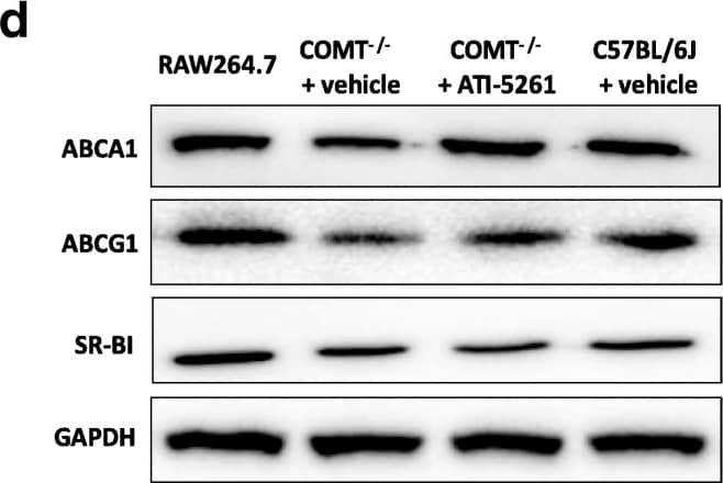 Western Blot SR-BI Antibody - BSA Free