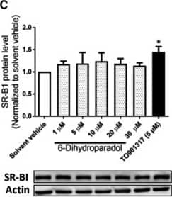 Western Blot: SR-BI Antibody - BSA Free [NB400-104] - 6‐Dihydroparadol increases A) ABCA1 & B) ABCG1, but not C) SR‐BI protein levels in cholesterol‐loaded THP‐1‐derived macrophages. THP‐1 cells were differentiated as described in Figure 2, & then loaded with unlabeled cholesterol for 24 h. Cells were treated with increasing concentrations of 6‐dihydroparadol (1–30 μm) for another 24 h. The protein levels of ABCA1, ABCG1, & SR‐B1 were detected by Western blot analysis. The control was treated with solvent vehicle (0.1% DMSO). As a positive control, TO901317 (5 μm, 24 h) was used. The bar graphs represent mean ± SD from three independent experiments. *p < 0.05, **p < 0.01, & ***p < 0.001 versus control (determined by Student's t‐test or ANOVA with Bonferroni's post hoc test). Image collected & cropped by CiteAb from the following publication (//pubmed.ncbi.nlm.nih.gov/29802792), licensed under a CC-BY license. Not internally tested by Novus Biologicals.