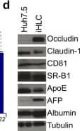 Western Blot: SR-BI Antibody - BSA Free [NB400-104] - Differentiation & characteristics of iHLCs. (a) Cell morphology & culture conditions at different stages of differentiation from iPSCs into iHLCs. Bright-field images were taken at the indicated time points (scale bar 100 µm). (b) Sequential expression & repression of transcription factors marking successful differentiation. Cells were immunostained with antibodies against Oct 3/4 (pluripotency marker), the endodermal transcription factor GATA-4, & the hepatic marker HNF4 alpha  at day 0, 5, & 10 of differentiation (scale bars 20 µm). Shown are representative fluorescence & DIC images. (c) mRNA expression levels of different hepatocyte-specific factors in iHLCs, Huh7.5 cells, & primary human hepatocytes (PHHs) were analysed via qRT-PCR. Expression levels are displayed as fold over iPSCs normalised to GAPDH & 18S rRNA (mean ± SEM, n = 3–4, *p < 0.05). (d) Western blot analysis of protein expression in HCV-infected iHLCs compared to Huh7.5 cells of different host factors crucial for HCV infection. Tubulin served as loading control. Full-length blots are presented in Supplementary Figure 1. (e) iHLCs & iPSCs were immunostained for the hepatic marker HNF4 alpha  & the tight junction proteins occludin & claudin-1 (nuclei were visualised with Draq5) (scale bar 20 µm). (f) Metabolic functionality of mature iHLCs was evaluated by analysing glycogen storage by Periodic acid-Schiff (PAS) staining & indocyanine green (ICG) uptake visualised by bright-field microscopy (scale bar 100 µm). Shown are representative bright-field images. Image collected & cropped by CiteAb from the following publication (//pubmed.ncbi.nlm.nih.gov/29497123), licensed under a CC-BY license. Not internally tested by Novus Biologicals.