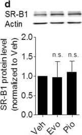 Western Blot: SR-BI Antibody - BSA Free [NB400-104] - Evodiamine enhances apo A1-mediated ChE from THP-1 macrophages & increases ABCA1 protein level. (a) Differentiated THP-1 cells were loaded with [3H]-cholesterol together with the indicated treatments for 24 h. On the next day, the cells were washed twice with PBS & incubated with the same compounds [solvent vehicle control (Veh; ≤0.1% DMSO), evodiamine (1–20 μM), & the PPAR gamma  agonist pioglitazone (10 μM) as positive control] with or without 10 µg/mL apo A1. Extracellular as well as intracellular radioactivities were quantified with scintillation counter. Differentiated THP-1-derived macrophages were treated with solvent vehicle control (Veh; ≤0.1% DMSO), evodiamine (10 μM), & the PPAR gamma  agonist pioglitazone (10 μM) as positive control. After 24 h incubation, the cells were lysed & 20 μg protein was resolved via SDS-PAGE. Immunodetection was performed with antibodies against the indicated proteins, ABCA1 (b), ABCG1 (c), & SR-B1 (d), & visualized by chemiluminescence detection. All experiments were performed at least three times & data are presented as means ± S.D. vs. solvent vehicle control, *p < 0.05, **p < 0.01, ***p < 0.001, n.s. no significance (ANOVA/Bonferroni). Image collected & cropped by CiteAb from the following publication (//pubmed.ncbi.nlm.nih.gov/30038271), licensed under a CC-BY license. Not internally tested by Novus Biologicals.