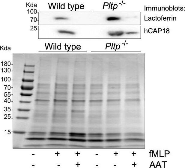 Loss of PLTP expression enhances neutrophil degranulation and superoxide production. Neutrophils were collected from C57BL/6 and Pltp−/− mice. Neutrophils were exposed to AAT (PiMM: a,c–e and PiZZ: b) prior to fMLP at 37 C for 30 minutes. Cell-free supernatants were collected and (a,b) primary (NE by ELISA and cathepsin G by substrate activity assay), (c) secondary (hCAP-18 and lactoferrin by immunoblots) and (d) tertiary (MMP9 by zymography) granules were evaluated. DU of the expression levels of each protein were quantified. (b) NE degranulation was recorded in fMLP and PiZZ AAT stimulated neutrophils to determine if PiZZ prevent degranulation. (e) A reduced cytochrome c assay was used to determine production of O2− by neutrophils. N = 5 animal per group. Each measurement is the mean +/- SEM. *Denotes a p value < 0.05, when comparing both treatments connected by a line, determined by ANOVA with Tukey’s post hoc test. Image collected and cropped by CiteAb from the following open publication (//pubmed.ncbi.nlm.nih.gov/30337619), licensed under a CC-BY license. Not internally tested by Novus Biologicals.