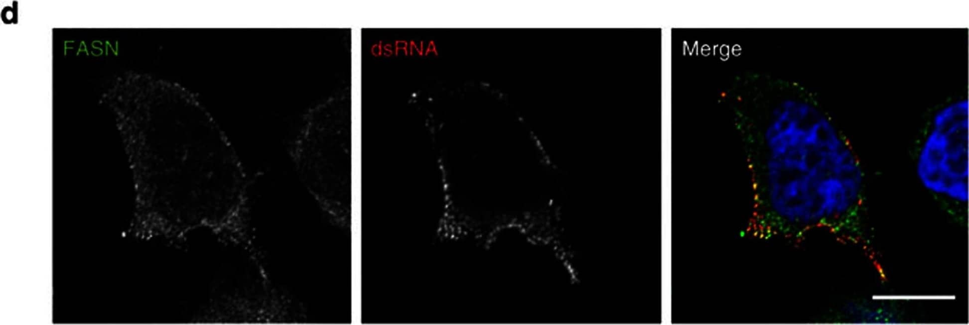 Immunocytochemistry/ Immunofluorescence Fatty Acid Synthase/FASN Antibody - BSA Free