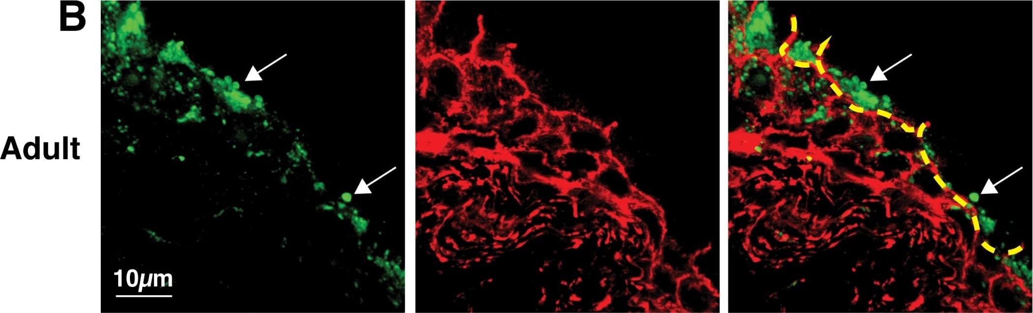 Immunocytochemistry/ Immunofluorescence: LIMPII/SR-B2 Antibody [NB400-129] - Comparison of LIMP2-positive organelles in young (A), adult (B), & aged (C) rat urothelium. LIMP2-positive structures (green) shown in umbrella cells (delineated by dashed yellow line). Rhodamine phalloidin (red), which labels the cortical actin cytoskeleton, was used to show cell borders. Umbrella cells show an apparent, age-related increase in LIMP2 staining (white arrows). Image collected & cropped by CiteAb from the following publication (//pubmed.ncbi.nlm.nih.gov/29883476), licensed under a CC-BY license. Not internally tested by Novus Biologicals.