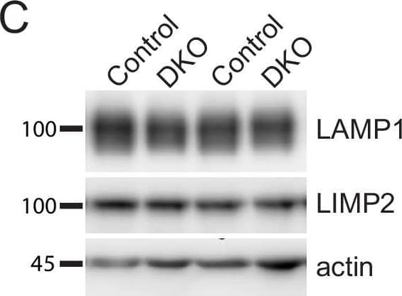 Loss of tomosyns does not affect levels of endo-lysosomal proteins.(A) Representative images of LAMP1 immunostaining in DIV14 neurons. Scale bar 20 um. (B) Quantification of the mean LAMP1 intensity in control and double knockout (DKO) neurons from confocal microscopy images as exemplified in (A). Data are shown as mean +/- SD and were analyzed using a two-tailed unpaired t-test. n=10 neurons/genotype. ns: not significant. (C) Levels of LAMP1 and LIMP2 as detected by western blot (WB) are normal in DKO neurons. Equal loading was verified by immunodetection of actin. (D) Quantification of LAMP1 and LIMP2 signal from WB images exemplified in (C). Levels of LAMP1 and LIMP2 in DKO were normalized to control levels in the corresponding culture. DKO data are presented as mean +/- SD and were analyzed using one sample t-test. n=9 samples/genotype from three culture preparations. ns: not significant.Figure 2—figure supplement 3—source data 1.Uncropped western blot (WB) images for Figure 2—figure supplement 2C.Uncropped western blot (WB) images for Figure 2—figure supplement 2C. Image collected and cropped by CiteAb from the following open publication (//pubmed.ncbi.nlm.nih.gov/37695731), licensed under a CC-BY license. Not internally tested by Novus Biologicals.