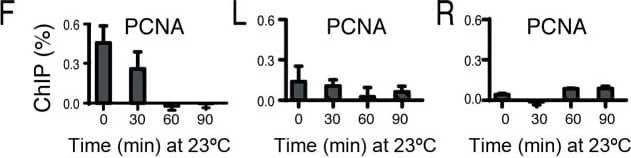 Chromatin Immunoprecipitation: PCNA Antibody (PC10) [NB500-106] - Events taking place during a transient telomere dysfunction. All strains were cdc13–1, incubated for 160 min at 36°C to induce telomere uncapping, followed by 90 min at 23°C to allow telomere re-capping. Nocodazole & BrdU were added to the cultures at time 0. (A) Dynamics of ssDNA loss in sub-telomeres. (B) BrdU incorporation in sub-telomeres, minus incorporation at ‘CEN’ (e.g. a centromere-proximal locus, in this case ERG26). (C–F) Dynamics of the protein association with sub-telomeres, measured for Rap1 & major DNA synthesis factors (indicated above each graph). ChIP (%) was calculated as the fraction of immunoprecipitated sub-telomeric DNA, minus the fraction precipitated at ‘CEN’ (G) Dynamics of ssDNA loss at YER188W. (H) BrdU incorporation at YER188W, minus incorporation at ‘CEN’. (I–L) The protein association with YER188W was analyzed as in C–F. (M) ssDNA at ‘CEN’. (N) BrdU incorporation at ‘CEN’. (O–R) Association of proteins with ‘CEN’. (S) Growth of serial dilution of wild-type (first row) & cdc13–1 cells with or without additional mutations (indicated on the left of each row) at temperatures indicated above each plate. The plate shown on the right was cycled three times between 4 h at 36°C (to accumulate ssDNA) & 4 h at 21°C (to re-synthesize DNA), followed by incubation at 21°C for another two days. Image collected & cropped by CiteAb from the following publication (//academic.oup.com/nar/article-lookup/doi/10.1093/nar/gkw071), licensed under a CC-BY license. Not internally tested by Novus Biologicals.