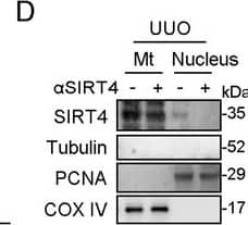 Exosomes contain anti-SIRT4 antibody alleviated UUO-induced kidney fibrosis.(A–D) After sham or UUO surgery, WT mice were treated with exosomes null or contain anti-SIRT4 for 10 days (n=6 per group). (A) Western blot analysis of the expression of CCN2, FN1, COL1A1, COL3A1, E-cadherin.  alpha -SMA and Tubulin in the kidney from mice. (B) Representative images of Masson’s trichrome staining and Sirius red staining in kidneys sections of mice (scale bar, 100 μm). (C) The mRNA level of Col1a1, Fn1, Eln, Ccn2, Acta2, and Col3a1 in the kidney of mice. (D) Organelle separation experiment and immunoblot analysis detected the localization of SIRT4 in the kidneys of mice. For all panels, data are presented as mean +/- SD. *p<0.05, **p<0.01, ***p<0.001 by one-way ANOVA with Bonferroni correction test.Figure 8—figure supplement 2—source data 1.Original files for western blot analysis displayed in Figure 8—figure supplement 2A, D.Figure 8—figure supplement 2—source data 2.The uncropped gels or blots with the relevant bands clearly labeled in Figure 8—figure supplement 2A, D.Original files for western blot analysis displayed in Figure 8—figure supplement 2A, D.The uncropped gels or blots with the relevant bands clearly labeled in Figure 8—figure supplement 2A, D. Image collected and cropped by CiteAb from the following open publication (//elifesciences.org/articles/98524), licensed under a CC-BY license. Not internally tested by Novus Biologicals.