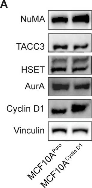 NuMA, but not HSET, Aurora A kinase, or TACC3, is upregulated in cyclin D1-overexpressing cells.(A) Western blot of NuMA, TACC3, HSET, Aurora A kinase, and cyclin D1 levels in MCF10APuro (control) and MCF10ACyclin D1 cell lines. The overexpressed cyclin D1 is HA-tagged. Vinculin is shown as a loading control. (B-C) Quantification of NuMA, cyclin D1 (B), HSET, Aurora A kinase, and TACC3 levels (C) normalized to vinculin levels. Lines show mean +/- standard deviation of three independent replicates. Image collected and cropped by CiteAb from the following open publication (//dx.plos.org/10.1371/journal.pone.0296779), licensed under a CC-BY license. Not internally tested by Novus Biologicals.