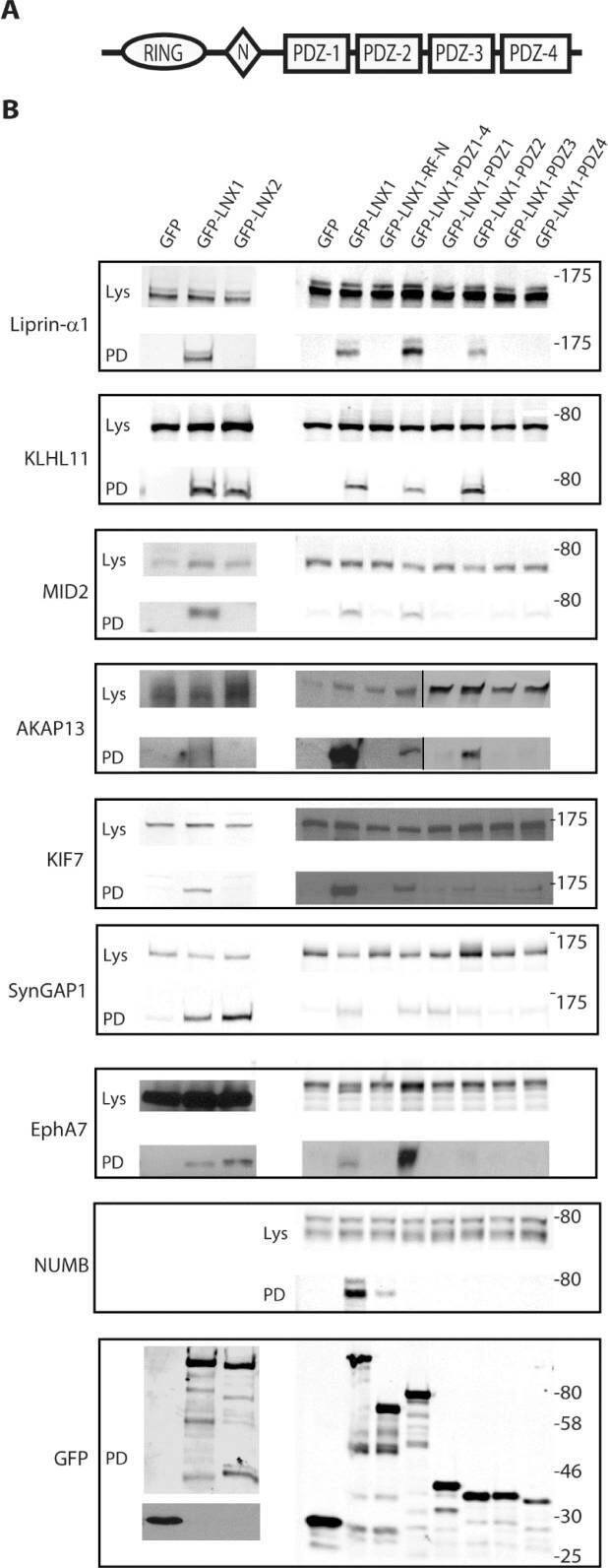 Characterisation of LNX1 interacting proteins.(A) Schematic diagram of the domain structure of LNX1p80 and LNX2 showing the RING and four PDZ domains. N represents the NUMB-binding NPAY/NPAF motif. (B) The ability of the indicated proteins to interact with transfected GFP-tagged LNX constructs was assessed in HEK 293 cells. For each interacting protein, top panels show western blots of cell lysates (Lys), while the bottom panels show the output of a GFP “pull down