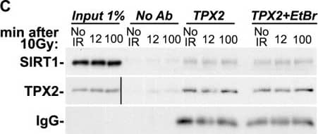 Western Blot: TPX2 Antibody [NB500-184] - SIRT1 modulates the levels of H4K16ac &  gamma -H2AX & is in complex with TPX2.(A) siRNA-mediated loss of SIRT1 in HeLa cells increases H4K16ac levels & decreases ionizing radiation-dependent  gamma -H2AX levels when compared to controls. (B) Overexpression of SIRT1 in MCF7 cells decreases H4K16ac levels & increases ionizing radiation-dependent  gamma -H2AX levels when compared to controls. (C) Co-immunoprecipitations with TPX2 antibodies from HeLa cells with & without ionizing radiation treatment as indicated & in the absence or presence of ethidium bromide (EtBr). (The Input for TPX2 is from a longer exposure of the same blot.) (D) Co-immunoprecipitations with SIRT1 antibodies from HeLa cells with & without ionizing radiation treatment as indicated. Beads without antibodies (No Ab) were used as controls. Cells were treated with 10 Gy (or left untreated) & harvested after 1h recovery (A-B) or as indicated (C-D). See text for details. Levels of H2AX & H4 were used as loading controls. IR: ionizing radiation. Image collected & cropped by CiteAb from the following publication (//dx.plos.org/10.1371/journal.pone.0110994), licensed under a CC-BY license. Not internally tested by Novus Biologicals.