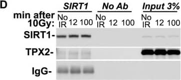 Western Blot: TPX2 Antibody [NB500-184] - SIRT1 modulates the levels of H4K16ac &  gamma -H2AX & is in complex with TPX2.(A) siRNA-mediated loss of SIRT1 in HeLa cells increases H4K16ac levels & decreases ionizing radiation-dependent  gamma -H2AX levels when compared to controls. (B) Overexpression of SIRT1 in MCF7 cells decreases H4K16ac levels & increases ionizing radiation-dependent  gamma -H2AX levels when compared to controls. (C) Co-immunoprecipitations with TPX2 antibodies from HeLa cells with & without ionizing radiation treatment as indicated & in the absence or presence of ethidium bromide (EtBr). (The Input for TPX2 is from a longer exposure of the same blot.) (D) Co-immunoprecipitations with SIRT1 antibodies from HeLa cells with & without ionizing radiation treatment as indicated. Beads without antibodies (No Ab) were used as controls. Cells were treated with 10 Gy (or left untreated) & harvested after 1h recovery (A-B) or as indicated (C-D). See text for details. Levels of H2AX & H4 were used as loading controls. IR: ionizing radiation. Image collected & cropped by CiteAb from the following publication (//dx.plos.org/10.1371/journal.pone.0110994), licensed under a CC-BY license. Not internally tested by Novus Biologicals.