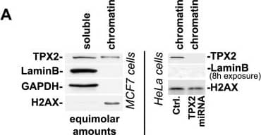 Western Blot: TPX2 Antibody [NB500-184] - TPX2 is constitutively associated with chromatin & impacts the DAPI staining pattern & H4K16ac levels.(A) Although the majority of TPX2 is found in the soluble fraction (see Material & Methods), a small but clearly detectable sub-population of TPX2 constitutively associates with stringent chromatin fractions obtained from MCF7 cells (left panel) or HeLa cells (right panel). These chromatin fractions contain histones but not nuclear LaminB. Upon expression of an inducible TPX2 targeting miRNA (or upon transfection with siRNA; see D) the protein was depleted from chromatin fractions. Ctrl: control cells with no induction of TPX2 miRNA. (B) TPX2 gets enriched in chromatin fractions isolated from HeLa cells after treatment with 10 Gy of ionizing radiation. Note the constitutive association of TPX2 with the chromatin in non-irradiated cells. Levels of H2AX were used as a loading control. (C) Overexpression of GFP-TPX2 or His-TPX2 causes abnormal DAPI staining in MCF7 cells compared to surrounding non-transfected cells or cells transfected with GFP. This is indicative of changes in chromatin structure. Enlargements of white frames are shown. In agreement with previous reports, overexpressed TPX2 is mostly found in the nucleus but also associates with the cytoskeleton [2]. (D-F) Depletion of TPX2 by siRNA (D) or miRNA (F) causes a decrease in H4K16ac levels whereas the levels of H3K9ac & H3K56ac remain unchanged. (E) Quantification of H3K9ac & H3K56ac levels from MCF7 cells transfected with control or TPX2 siRNA (n = 4 independent experiments each; p(t test)>0.05; NS: non significant; Error bars represent SE). Stripping of western blots & re-development with antibodies specific for H3 & H4 ensured equal loading. See text for details. Image collected & cropped by CiteAb from the following publication (//dx.plos.org/10.1371/journal.pone.0110994), licensed under a CC-BY license. Not internally tested by Novus Biologicals.