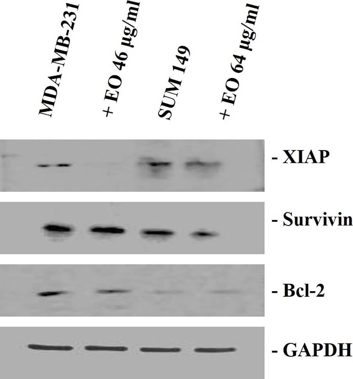 Western Blot: Survivin Antibody - BSA Free [NB500-201] - Western blotting analysis in MDA-MB-231 cells & SUM 149 cells.The cells were treated for 24 h with C. juttae essential oil (EO) (46 & 64 μg/ml, respectively). The data shown are the results of a representative experiment. Image collected & cropped by CiteAb from the following publication (//pubmed.ncbi.nlm.nih.gov/30921428), licensed under a CC-BY license. Not internally tested by Novus Biologicals.