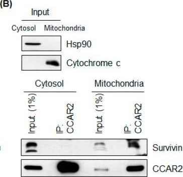 Western Blot: Survivin Antibody - BSA Free [NB500-201] - CCAR2 binds Hsp60 & survivin. Interaction between CCAR2 & survivin was examined in SH-SY5Y or HEK293 cells by co-immunoprecipitation with either an anti-CCAR2 or an anti-survivin antibody, followed by western blotting. (A) Interaction between CCAR2 & survivin in whole cell lysates from SH-SY5Y cells was examined. (B) Interaction between CCAR2, survivin, & Hsp60 in cytosolic & mitochondrial fractions isolated from HEK293 cells was examined. (C) SH-SY5Y cells were depleted of Hsp60 & the interaction between CCAR2 & survivin was examined. siU, universal siRNA; siH, Hsp60 siRNA. Image collected & cropped by CiteAb from the following publication (//pubmed.ncbi.nlm.nih.gov/30609639), licensed under a CC-BY license. Not internally tested by Novus Biologicals.