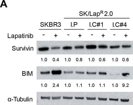 Western Blot: Survivin Antibody - BSA Free [NB500-201] - Survivin & BIM expression in response to lapatinibWestern analysis of Survivin & BIM protein levels after 24 hour exposure to 0.1% DMSO (−) or 2 μM lapatinib (+) in lapatinib-resistant cells (A), cells overexpressing t-Darpp (B), or SK/HerR cells transiently transfected with siRNA targeted to GFP (siCtrl) or Darpp-32/t-Darpp (siDp) for 72 hours (C).  alpha -Tubulin was used as a loading control. Protein expression was quantified using ImageJ software. Data was normalized to  alpha -Tubulin levels & expressed as the fold change in protein level after lapatinib treatment, relative to the DMSO control, for each cell line. Image collected & cropped by CiteAb from the following publication (//www.oncotarget.com/lookup/doi/10.18632/oncotarget.5311), licensed under a CC-BY license. Not internally tested by Novus Biologicals.