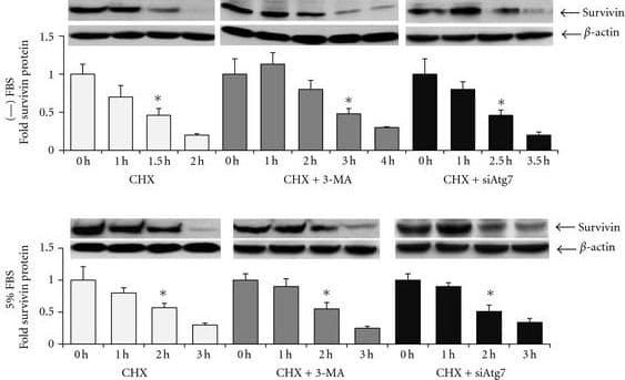 Western Blot Survivin Antibody - BSA Free