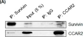 Western Blot: Survivin Antibody - BSA Free [NB500-201] - CCAR2 binds Hsp60 & survivin. Interaction between CCAR2 & survivin was examined in SH-SY5Y or HEK293 cells by co-immunoprecipitation with either an anti-CCAR2 or an anti-survivin antibody, followed by western blotting. (A) Interaction between CCAR2 & survivin in whole cell lysates from SH-SY5Y cells was examined. (B) Interaction between CCAR2, survivin, & Hsp60 in cytosolic & mitochondrial fractions isolated from HEK293 cells was examined. (C) SH-SY5Y cells were depleted of Hsp60 & the interaction between CCAR2 & survivin was examined. siU, universal siRNA; siH, Hsp60 siRNA. Image collected & cropped by CiteAb from the following publication (//pubmed.ncbi.nlm.nih.gov/30609639), licensed under a CC-BY license. Not internally tested by Novus Biologicals.