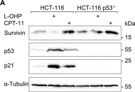 Western Blot Survivin Antibody - BSA Free