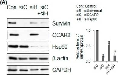Western Blot: Survivin Antibody - BSA Free [NB500-201] - Deficiency in CCAR2 or Hsp60 reduces expression of survivin. SH-SY5Y cells were transfected with Universal (siU), CCAR2 (siC), or Hsp60 (siH) siRNA. Forty-eight hours later, expression of survivin protein was examined by western blotting. (A) Survivin expression was detected in whole cell lysates. The relative level of survivin protein is presented as the mean ± standard error of the mean (SEM) (n = 3). Asterisks (*) denote statistically significant differences (p < 0.05, one-way ANOVA). (B) Cytosolic & mitochondrial fractions were isolated to determine localization & expression of survivin. (C) Two different siRNAs specific for CCAR2 & Hsp60 were used to knock down their expressions. Image collected & cropped by CiteAb from the following publication (//pubmed.ncbi.nlm.nih.gov/30609639), licensed under a CC-BY license. Not internally tested by Novus Biologicals.