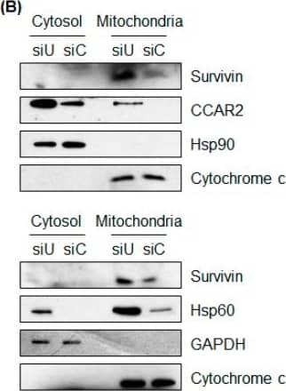 Western Blot: Survivin Antibody - BSA Free [NB500-201] - Deficiency in CCAR2 or Hsp60 reduces expression of survivin. SH-SY5Y cells were transfected with Universal (siU), CCAR2 (siC), or Hsp60 (siH) siRNA. Forty-eight hours later, expression of survivin protein was examined by western blotting. (A) Survivin expression was detected in whole cell lysates. The relative level of survivin protein is presented as the mean ± standard error of the mean (SEM) (n = 3). Asterisks (*) denote statistically significant differences (p < 0.05, one-way ANOVA). (B) Cytosolic & mitochondrial fractions were isolated to determine localization & expression of survivin. (C) Two different siRNAs specific for CCAR2 & Hsp60 were used to knock down their expressions. Image collected & cropped by CiteAb from the following publication (//pubmed.ncbi.nlm.nih.gov/30609639), licensed under a CC-BY license. Not internally tested by Novus Biologicals.