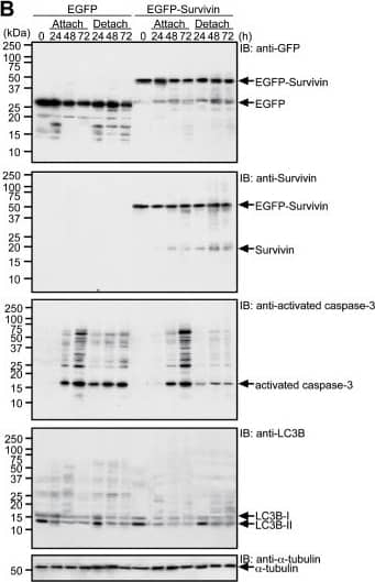 Western Blot: Survivin Antibody - BSA Free [NB500-201] - Overexpression of Survivin predominantly protects anoikis. B. Caspase-3 activation in EGFP- & EGFP-Survivin-expressing cells after serum starvation under attached or detached culture conditions. Experimental protocol was illustrated in Figure S1. Transfection frequencies checked by using fluorescence microscopy & confirmed to be 80–90%. Cells kept in serum-free medium for 24–72 h, harvested, & lysed in Laemmli SDS-sample buffer for immunoblot analysis with anti-GFP, anti-Survivin, anti-activated caspase-3 antibody, anti-LC3B, & anti-alpha -tubulin.Image collected & cropped by CiteAb from the following publication (//dx.plos.org/10.1371/journal.pone.0055710), licensed under a CC-BY license. Not internally tested by Novus Biologicals.