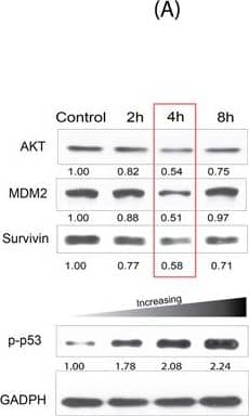 Western Blot: Survivin Antibody - BSA Free [NB500-201] - (A) Levels of suppression of Survivin & expression of p53 for 2 h, 4 h & 8 h for MBA-MD 231 cells. (B) Light microscopy images of the three cell types using nanoconstruct with the AS1411 aptamer. Cell population had been observed to reduce for the MBA-MD 231 cells & AGS while the non-tumorigenic cells MCF-10a did not exhibit any appreciable loss in cell number as well as cell morphology. Image collected & cropped by CiteAb from the following publication (//www.nature.com/articles/s41598-017-00912-3), licensed under a CC-BY license. Not internally tested by Novus Biologicals.