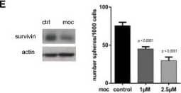 Western Blot: Survivin Antibody - BSA Free [NB500-201] - Screening of epigenetic drugs for upregulation of miRNAs & downregulation of ZEB1Heat map showing the relative expression levels after drug treatment for 48 h in Panc1. Values measured by qRT–PCR were depicted with the software GENE-E. Only mocetinostat upregulated the miRNAs & downregulated ZEB1.Relative expression of indicated genes in Panc1 measured by qRT–PCR after treatment with different HDAC inhibitors. Note the downregulation of ZEB1 & upregulation of miR-203, miR-200, & E-cadherin by mocetinostat. n = 3, mean ± SEM; unpaired Student's t-test. For significance, see Supplementary Table S1.Immunoblot & immunofluorescence showing that mocetinostat treatment (1 μM, 48 h) reduced ZEB1 expression & induced E-cadherin in Panc1. Expression of histone deacetylases was not altered by mocetinostat, but histone acetylation was induced. Scale bar 10 μm.Chromatin immunoprecipitation analysis validated mocetinostat-induced (1 μM, 48 h) enrichment of the active histone marks H3ac, H4ac, H3K9ac, & H3K4me3 at ZEB1 target gene loci in Panc1. n = 3, mean ± SEM; unpaired Student's t-test.Mocetinostat treatment reduced expression of the anti-apoptotic miR-203 target survivin & sphere-forming capacity in Panc1 when pre-treated with mocetinostat for 48 h. n = 3, mean ± SEM; Mann–Whitney U-test.Source data are available online for this figure. Image collected & cropped by CiteAb from the following publication (//pubmed.ncbi.nlm.nih.gov/25872941), licensed under a CC-BY license. Not internally tested by Novus Biologicals.