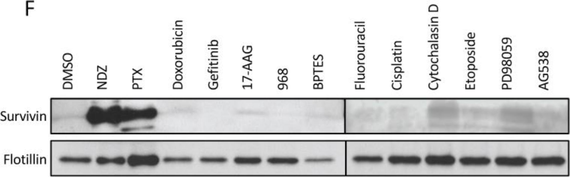 Western Blot: Survivin Antibody - BSA Free [NB500-201] - Survivin is highly enriched in exosomes from PTX-treated cancer cells. (A) Western blot analysis using Survivin, flotillin, I kappa B alpha , & CD-63 antibodies was performed on lysates of MDAMB231 cells treated with either DMSO or PTX (lanes labeled WCL), as well as the exosomes (lanes labeled Exos) & MVs (lanes labeled MVs) generated by the cells. (B) The relative amounts of Survivin detected in exosomes generated by DMSO- & PTX-treated MDAMB231 cells. (C) Western blot analysis using Survivin & actin antibodies was performed on lysates of MDAMB231 cells treated with PTX for increasing lengths of time. (D) Immunofluorescence using a Survivin antibody was performed on MDAMB231 cells treated with either DMSO or PTX (top images). The cells were also stained with DAPI to label nuclei (bottom images). Arrows indicate areas where Survivin is detected as puncta in the cytosol of cells treated with PTX. Scale bar = 5 µm. (E) Western blot analysis was performed using a Survivin antibody on lysates of MDAMB231 cells, U87 glioblastoma cells, & SKBR3 cells that had been treated with DMSO or PTX (lanes labeled WCL), & on the exosomes these cells generated (lanes labeled Exos). (F) Western blot analysis was performed on lysates of exosomes from MDAMB231 cells that had been treated with the indicated chemotherapeutic agents & inhibitors. The experiments in B were performed a minimum of three separate times, with each experiment yielding similar results. Student t-tests were performed. *** p < 0.001. Image collected & cropped by CiteAb from the following publication (//www.mdpi.com/2072-6694/8/12/111), licensed under a CC-BY license. Not internally tested by Novus Biologicals.