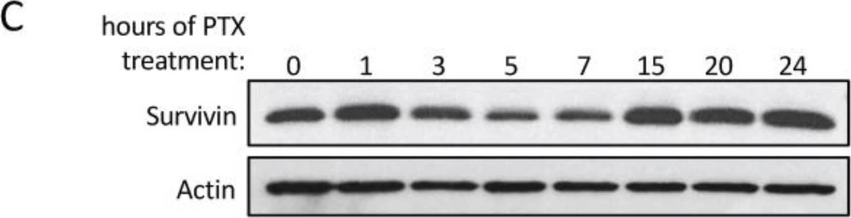 Western Blot: Survivin Antibody - BSA Free [NB500-201] - Survivin is highly enriched in exosomes from PTX-treated cancer cells. (A) Western blot analysis using Survivin, flotillin, I kappa B alpha , & CD-63 antibodies was performed on lysates of MDAMB231 cells treated with either DMSO or PTX (lanes labeled WCL), as well as the exosomes (lanes labeled Exos) & MVs (lanes labeled MVs) generated by the cells. (B) The relative amounts of Survivin detected in exosomes generated by DMSO- & PTX-treated MDAMB231 cells. (C) Western blot analysis using Survivin & actin antibodies was performed on lysates of MDAMB231 cells treated with PTX for increasing lengths of time. (D) Immunofluorescence using a Survivin antibody was performed on MDAMB231 cells treated with either DMSO or PTX (top images). The cells were also stained with DAPI to label nuclei (bottom images). Arrows indicate areas where Survivin is detected as puncta in the cytosol of cells treated with PTX. Scale bar = 5 µm. (E) Western blot analysis was performed using a Survivin antibody on lysates of MDAMB231 cells, U87 glioblastoma cells, & SKBR3 cells that had been treated with DMSO or PTX (lanes labeled WCL), & on the exosomes these cells generated (lanes labeled Exos). (F) Western blot analysis was performed on lysates of exosomes from MDAMB231 cells that had been treated with the indicated chemotherapeutic agents & inhibitors. The experiments in B were performed a minimum of three separate times, with each experiment yielding similar results. Student t-tests were performed. *** p < 0.001. Image collected & cropped by CiteAb from the following publication (//www.mdpi.com/2072-6694/8/12/111), licensed under a CC-BY license. Not internally tested by Novus Biologicals.