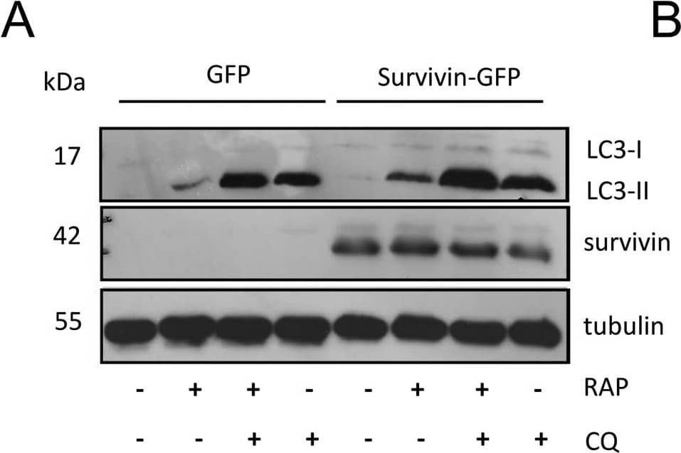 Western Blot: Survivin Antibody - BSA Free [NB500-201] - Survivin regulates autophagic flux. (A) U2OS cells stably expressing survivinWTGFP or GFP alone were treated with RAP (200 nM) & CQ (120 µM) for 2 h, then lysed & immunoblotted with anti-LC3, anti-survivin & anti-tubulin antibodies. Immunoblot shown is representative of four independent experiments. (B) ImageJ quantitation of LC3II signals in (A), normalised against tubulin control & expressed as band intensity relative to untreated GFP cells. (C) Data from (B) expressed as a percentage increase in LC3II between CQ treated & untreated cells to indicate autophagic flux. (D) The above cell lines were treated with CQ (50 µM) for 8 h & p62 levels assessed by immunoblotting at 2 h intervals. Blot shown is representative of three independent experiments. (E) ImageJ quantitation of p62 signals in (D) normalised against tubulin & expressed as band intensity relative to untreated GFP cells. Error bars indicate s.e.m., N=3. *P<0.05. Image collected & cropped by CiteAb from the following publication (//pubmed.ncbi.nlm.nih.gov/30348810), licensed under a CC-BY license. Not internally tested by Novus Biologicals.