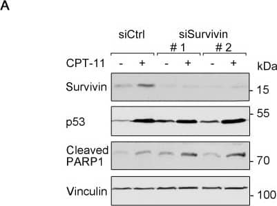 Western Blot: Survivin Antibody - BSA Free [NB500-201] - Survivin affects cellular susceptibility to chemotherapeutic drugs(A) siRNA-mediated knockdown of survivin was performed in HCT116 cells for 24 hours (scrambled siRNA (siCtrl) transfection serves as control). Thereafter, cells were treated with 10 μM CPT-11 for 24 hours. Western blot analysis detected protein levels of survivin, p53, as well as cleavage products of caspase-3 & PARP1; vinculin serves as loading control. (B) HCT116 cells were transfected with 0.1 μg & 0.25 μg survivin-MYC plasmid for 24 hours & were treated 5 μM L-OHP for additional 24 & 48 hours. Western blot analysis detected MYC-tag, cleavage of caspase-3 & PARP1; vinculin serves as loading control (n = 2). (C) HCT116 cells were treated with 3 μM ETP-46464 for 1 hour, after which 10 μM CPT-11 were added for additional 24 hours. Western blot was carried out as indicated, with vinculin as loading control (n = 2). (D) HCT116 cells were treated as described in C, but for 48 hours total incubation time. Cells were harvested & analyzed for the occurrence of cells in the subG1 fraction (n=3). Image collected & cropped by CiteAb from the following publication (//pubmed.ncbi.nlm.nih.gov/29963241), licensed under a CC-BY license. Not internally tested by Novus Biologicals.