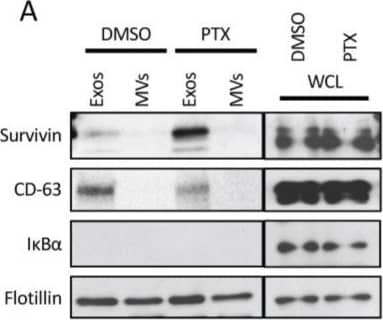 Western Blot: Survivin Antibody - BSA Free [NB500-201] - Survivin is highly enriched in exosomes from PTX-treated cancer cells. (A) Western blot analysis using Survivin, flotillin, I kappa B alpha , & CD-63 antibodies was performed on lysates of MDAMB231 cells treated with either DMSO or PTX (lanes labeled WCL), as well as the exosomes (lanes labeled Exos) & MVs (lanes labeled MVs) generated by the cells. (B) The relative amounts of Survivin detected in exosomes generated by DMSO- & PTX-treated MDAMB231 cells. (C) Western blot analysis using Survivin & actin antibodies was performed on lysates of MDAMB231 cells treated with PTX for increasing lengths of time. (D) Immunofluorescence using a Survivin antibody was performed on MDAMB231 cells treated with either DMSO or PTX (top images). The cells were also stained with DAPI to label nuclei (bottom images). Arrows indicate areas where Survivin is detected as puncta in the cytosol of cells treated with PTX. Scale bar = 5 µm. (E) Western blot analysis was performed using a Survivin antibody on lysates of MDAMB231 cells, U87 glioblastoma cells, & SKBR3 cells that had been treated with DMSO or PTX (lanes labeled WCL), & on the exosomes these cells generated (lanes labeled Exos). (F) Western blot analysis was performed on lysates of exosomes from MDAMB231 cells that had been treated with the indicated chemotherapeutic agents & inhibitors. The experiments in B were performed a minimum of three separate times, with each experiment yielding similar results. Student t-tests were performed. *** p < 0.001. Image collected & cropped by CiteAb from the following publication (//www.mdpi.com/2072-6694/8/12/111), licensed under a CC-BY license. Not internally tested by Novus Biologicals.