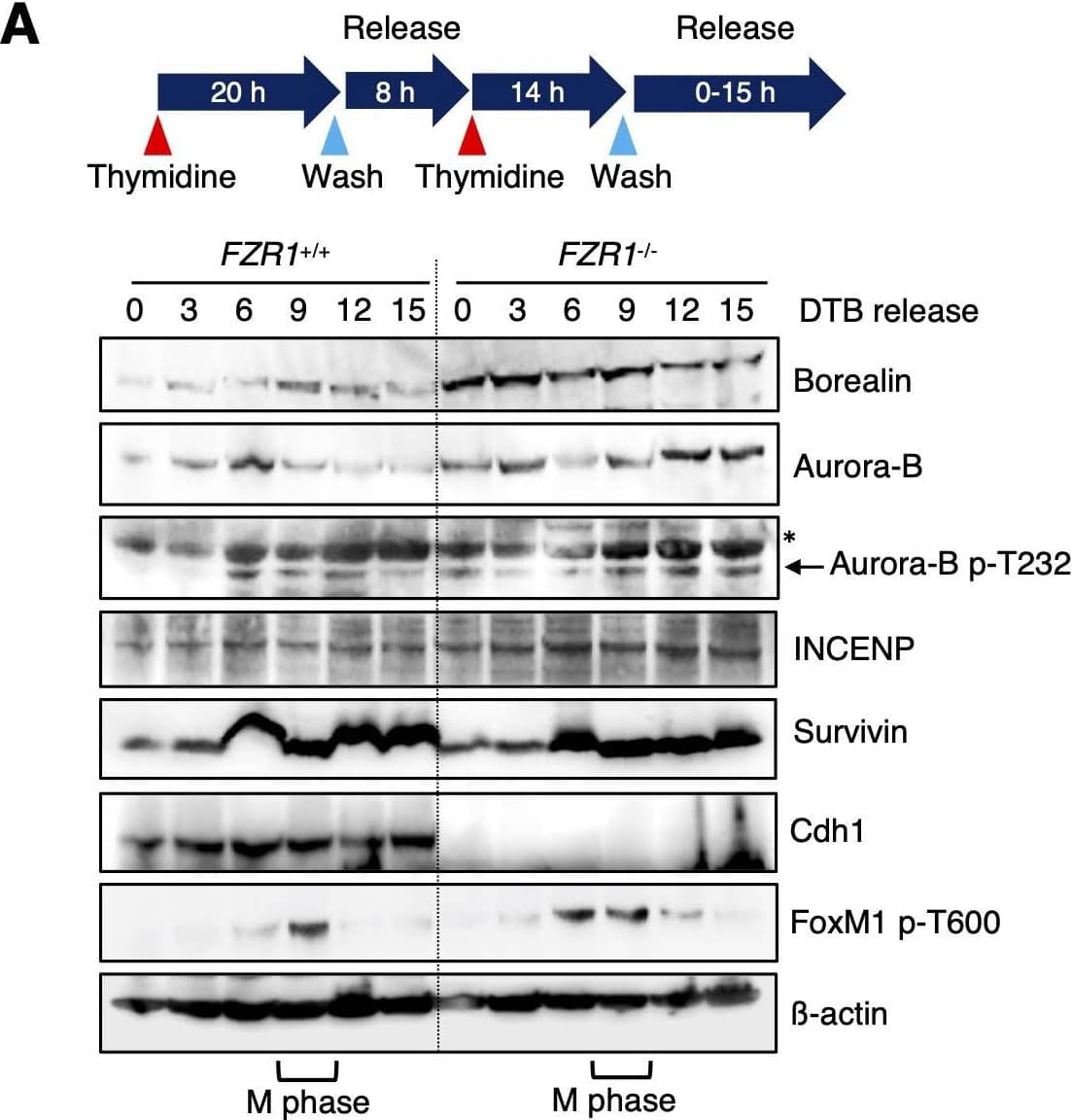 Western Blot: Survivin Antibody - BSA Free [NB500-201] - Cdh1 depletion induces early DNA replication. (A) Fzr1+/+ & Fzr1−/− MEFs were synchronized at G1-S phase by double thymidine block (DTB, see diagram). After release from G1-S arrest, cells were collected at the indicated times. Cell extracts were immunoblotted for the indicated proteins. M phase is evaluated by detection of FoxM1 p-T600.  beta -actin is shown as a loading control. Asterisk shows the position of Aurora A p-T288. (B) Subcellular colocalization of Aurora B & histone H3 p-S10 in Fzr1+/+ & Fzr1−/− MEFs. Cells were fixed & stained using anti-H3 p-S10 (green) & anti-Aurora B (red) antibodies. Nuclei of the cells were stained using DAPI (blue). Arrowheads show H3 p-S10 in mitotic cells, & arrows show H3 p-S10 in interphase cells. Scale bar: 20 µm. (C) Fzr1+/+ & Fzr1−/− MEFs were fixed & stained using anti-H3 p-S10 (green) & anti-cyclin A (red) antibodies. Nuclei of the cells were stained with DAPI (blue). Cyclin A expression was used as a marker of G2 cells. Scale bar: 10 µm. (D) Fzr1−/− MEFs were treated with the Aurora B specific inhibitor barasertib (10 nM) for 24 h. Cells were fixed & stained using an anti-H3 p-S10 antibody (green). Nuclei of the cells were stained using DAPI (blue). Scale bar: 10 µm. (E) Fzr1+/+ & Fzr1−/− MEFs were serum starved for 72 h, forced to enter the cell cycle after stimulation with 15% FBS & pulsed with EdU. The percentage of EdU-positive cells was scored at different time points. Three independent experiments were used to calculate the mean±s.d. Blots & images in A–D are representative of at least two experiments. Image collected & cropped by CiteAb from the following publication (//pubmed.ncbi.nlm.nih.gov/32934012), licensed under a CC-BY license. Not internally tested by Novus Biologicals.